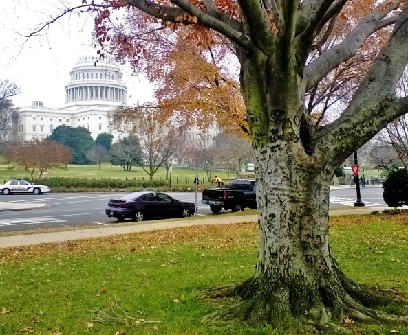 I love this tree. Right outside the Capitol Building